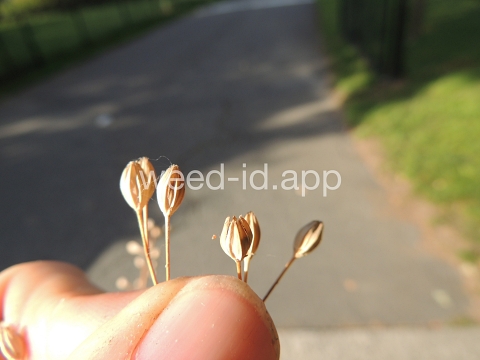 nipplewort